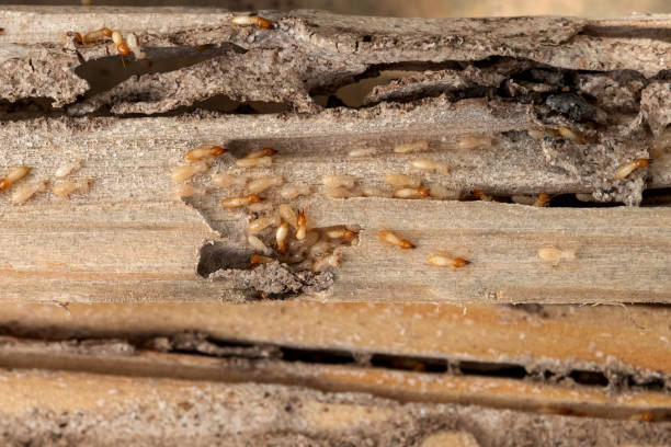 Best Rodent Control Near Me  in Farmville, NC