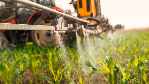 Wasp Removal Services in Farmville, NC